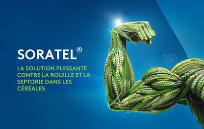 Fongicide contre la rouille et la septoriose dans les céréales