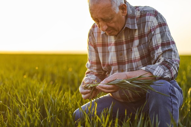 Farmer checkt granen plant