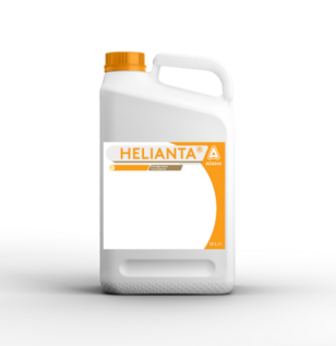 Helianta