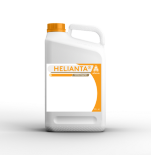 Helianta