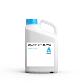 Dauphin