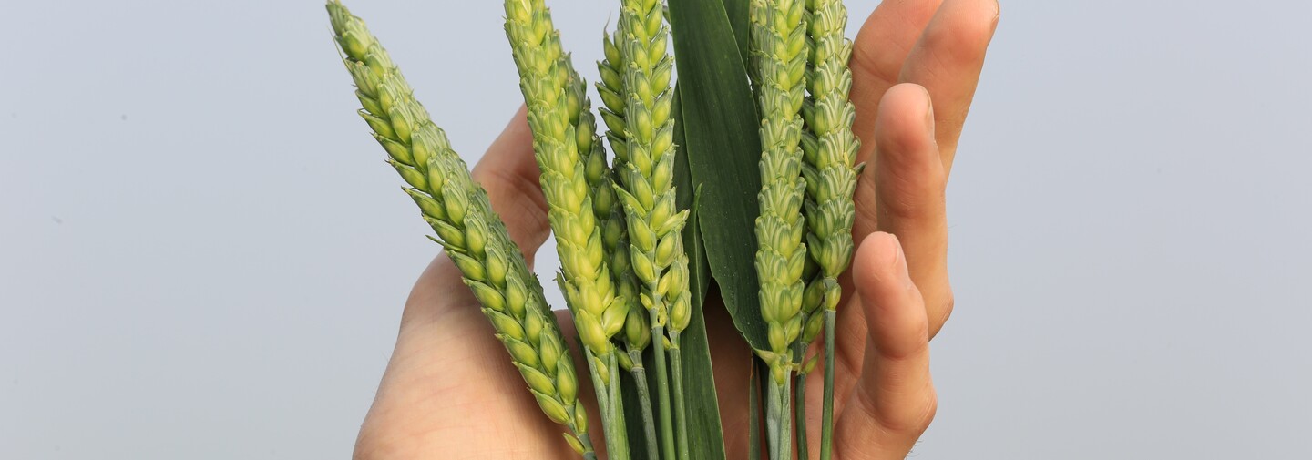wheat