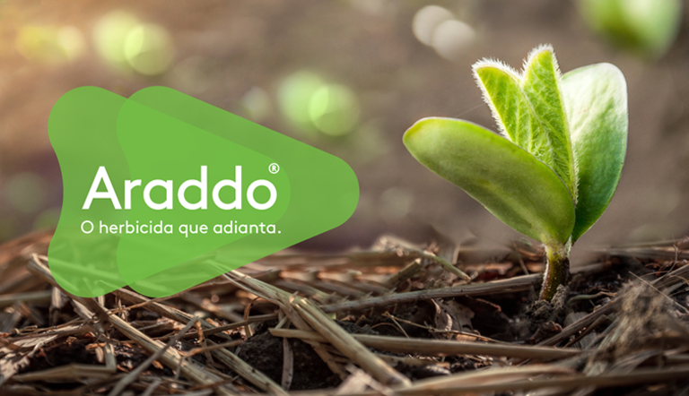 Campanha Araddo