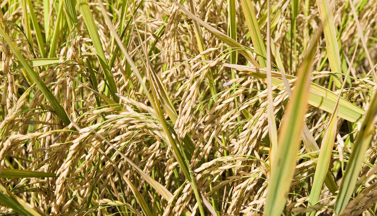 ADAMA apresenta novo herbicida para a cultura do arroz