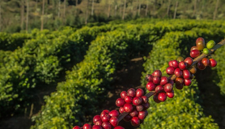 Foto de uma lavoura de café