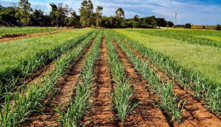 Área de cana tratada com Jumbo®, o novo herbicida da ADAMA