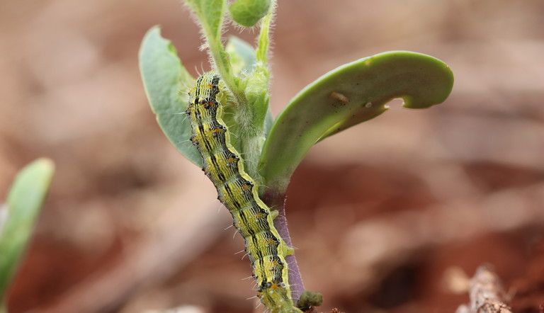 Lagarta (Helicoverpa sp.) em soja