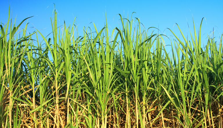 Cana-de-açúcar