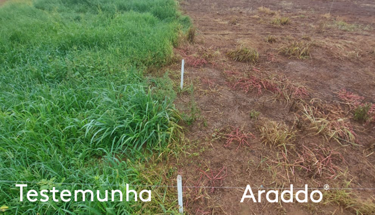Araddo® está há duas safras no mercado e é mais uma solução trazida pela ADAMA como parte de um portfólio voltado às necessidades dos agricultores.