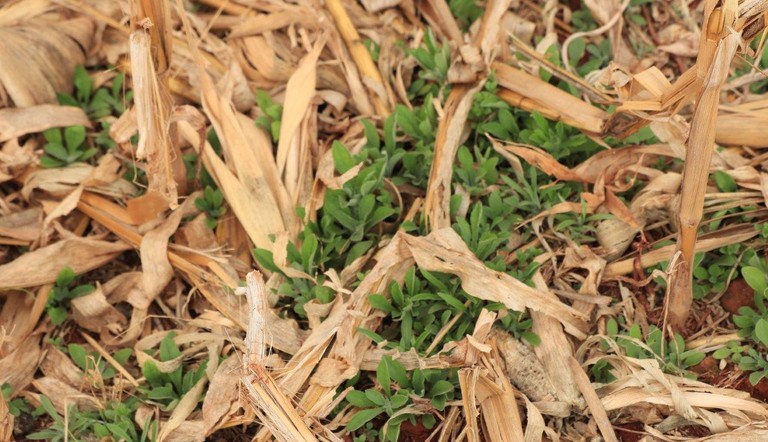 Com plantas daninhas germinando por conta das chuvas, o desafio nessa época é ainda maior para o agricultor, que deve tomar decisões mais assertivas para evitar prejuízos com a matocompetição.