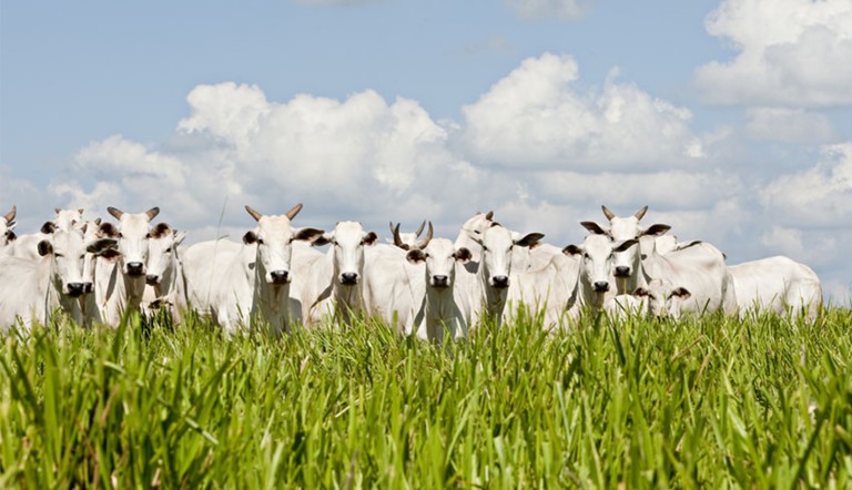 ADAMA acaba de lançar Forasteiro®, novo herbicida para pastagem.