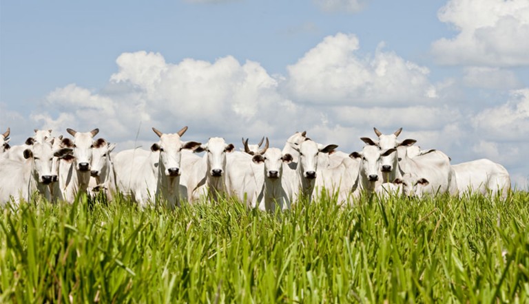 ADAMA acaba de lançar Forasteiro®, novo herbicida para pastagem.