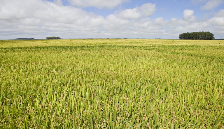 Lavoura de arroz