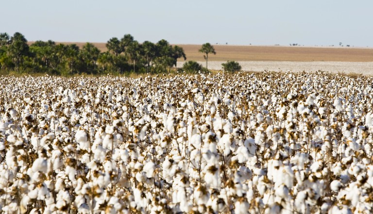 Lavoura de algodão