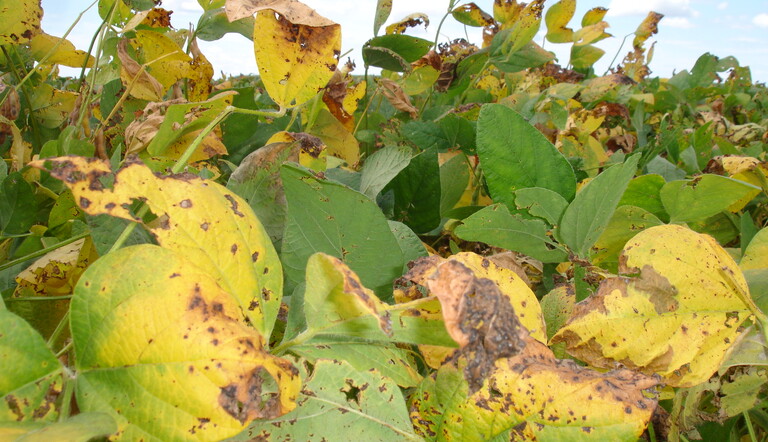 Dano de cercospora na soja