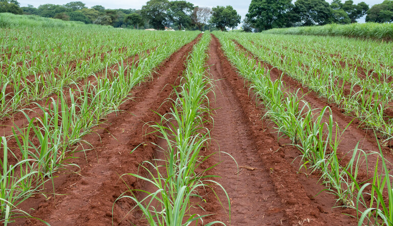 Linhas de cana em estágio inicial