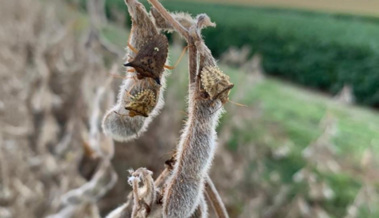 Ramo seco de soja com vagens peludas aparece em destaque. Sobre duas vagens estão dois percevejos marrons. Ao fundo há uma plantação desfocada e um pôr do sol com nuvens escuras no céu.