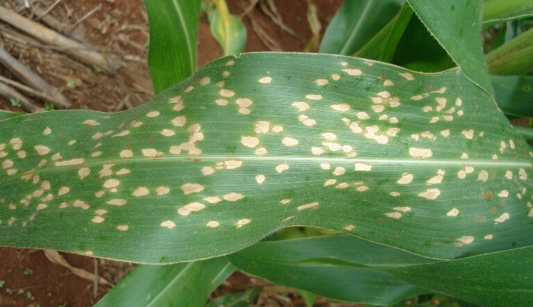 A imagem mostra uma folha de milho, com várias manchas claras espalhadas pela superfície. Essas manchas são de formato irregular,  esbranquiçada, contrastando com o verde da folha. A planta está em um ambiente de cultivo, com solo visível ao fundo e outras folhas ao redor.