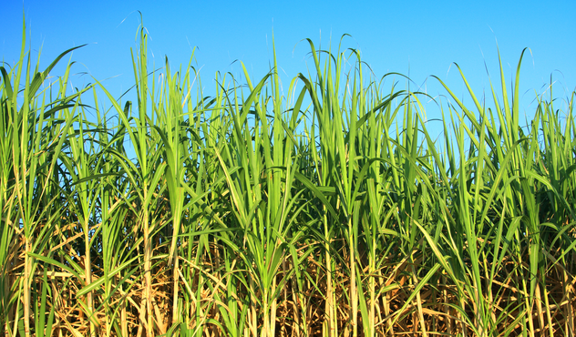 Cana-de-açúcar
