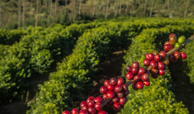 Lavoura de café