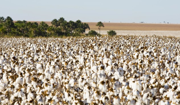 Lavoura de algodão