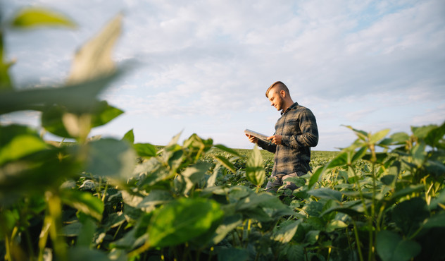 Agricultor no meio de uma lavoura de soja utilizando dispositivo móvel