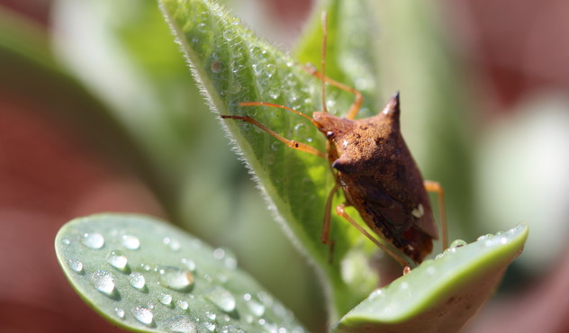 Percevejo-marrom na soja