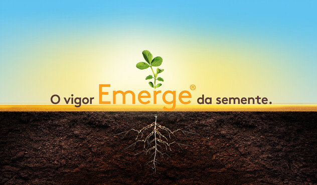 O vigor emerge da semente