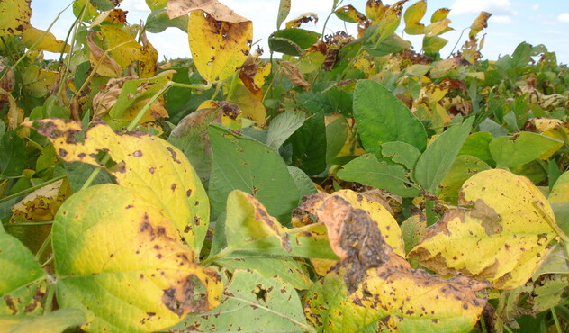 Dano de cercospora na soja