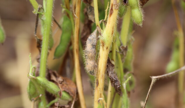 Dano de antracnose nas hastes das plantas de soja