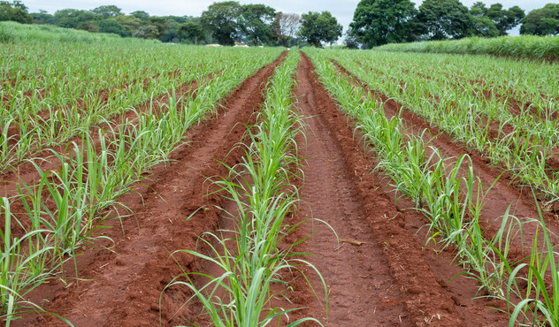 Linhas de cana em estágio inicial