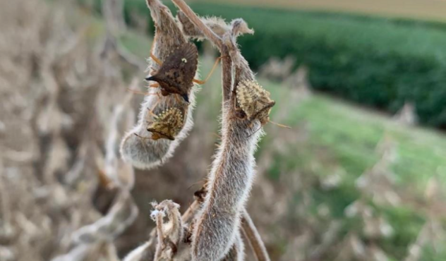 Ramo seco de soja com vagens peludas aparece em destaque. Sobre duas vagens estão dois percevejos marrons. Ao fundo há uma plantação desfocada e um pôr do sol com nuvens escuras no céu.