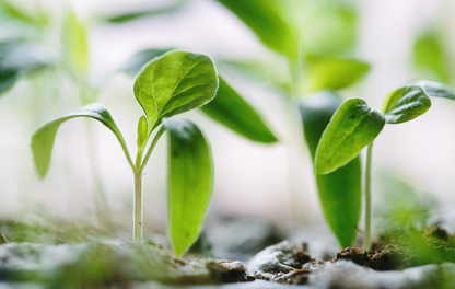 Plantas jovens de soja