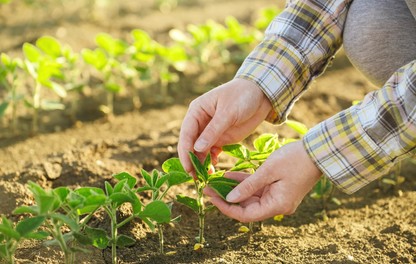 Mãos com plantas de soja