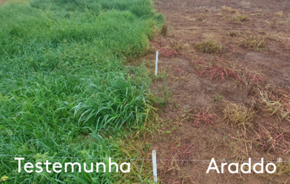 Herbicida Araddo x testemunha