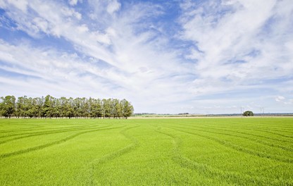 Lavoura de arroz no RS