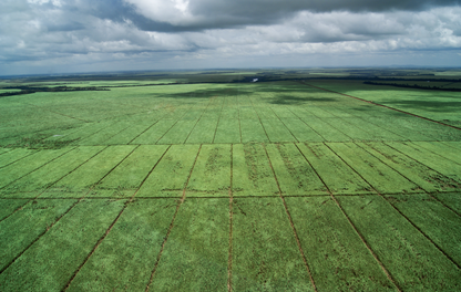 Foto aérea de área plantada de cana-de-açúcar