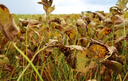 Lavoura de soja com ferrugem