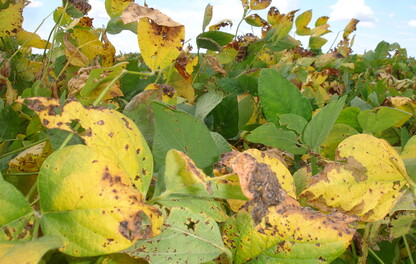 Dano de cercospora na soja