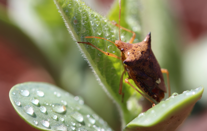Percevejo-marrom