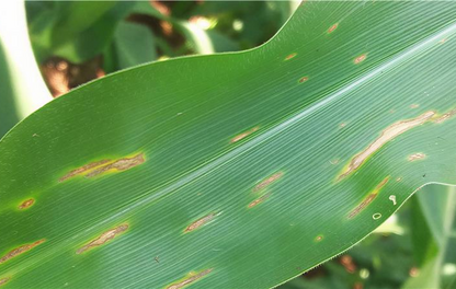 Sintomas de Bipolaris no milho