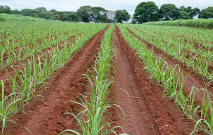 Linhas de cana em estágio inicial