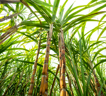 Plantação de cana-de-açucar