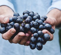 mãos segurando uvas