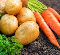 Batatas e cenouras sobre a terra escura