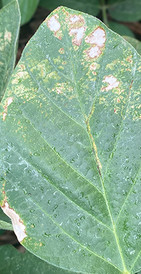 Planta tratada com produto concorrente