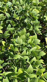 Lavoura tratada com Almada®