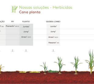 Soluções Cana Planta