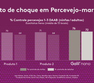 Efeito de choque em percevejo marrom