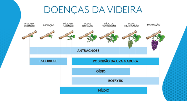 Gráfico listando as doenças da videira
